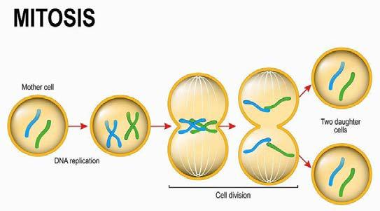 Cell Reproduction-Mitosis