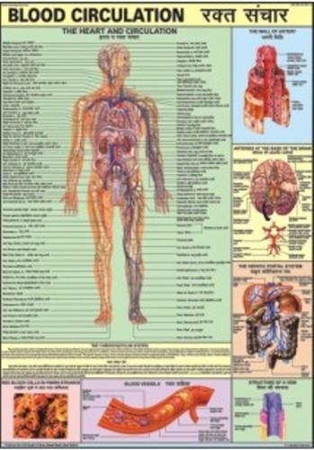 Blood Circulation System.