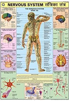 Nervous System.