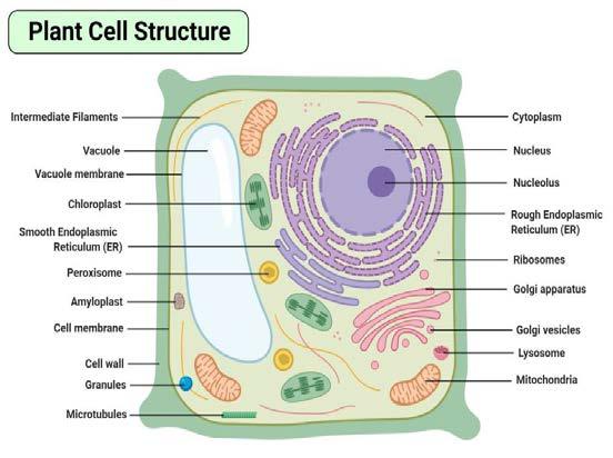 The Structure of the Plant Cell..