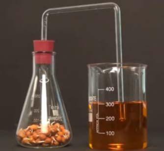 Germinating Seed Respiration Demonstration Kit