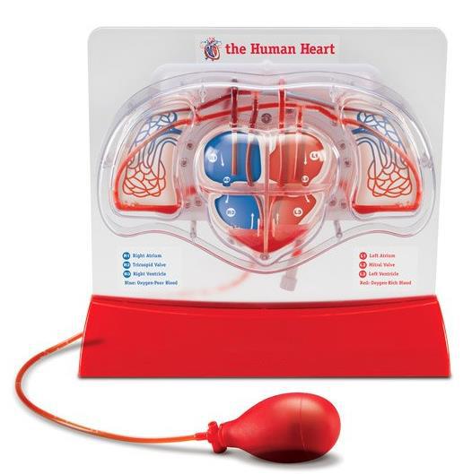 Heart Model with Hand Pump