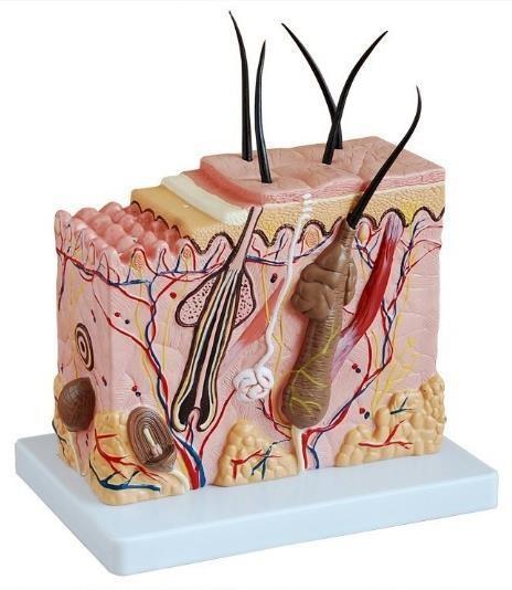 Transverse Skin Incision