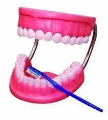 Human Teeth and their Hygiene