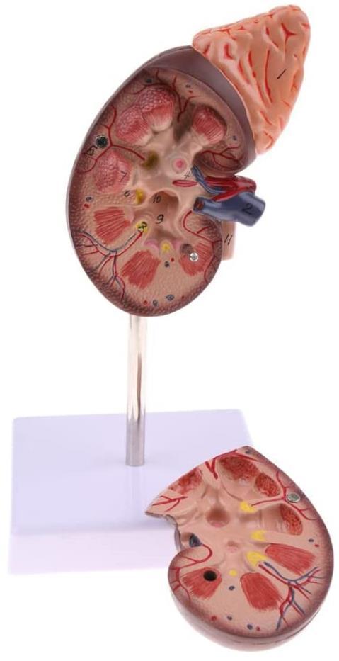 Kidney Model