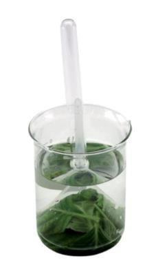 Kit for Demonstration of Respiration of Aquatic Plants