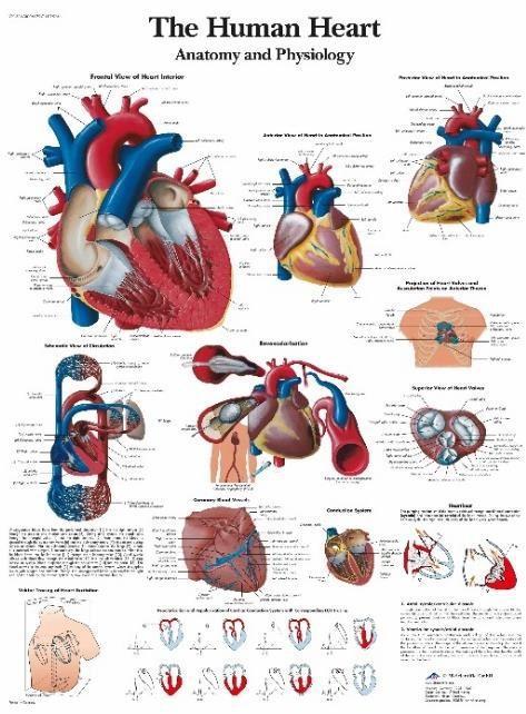 External View of the Heart