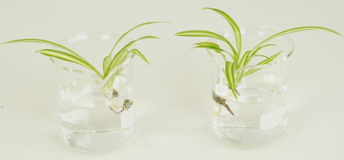 Kit for Demonstrating the Absorption of Mineral Salts by Plants