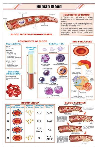 Blood Composition.