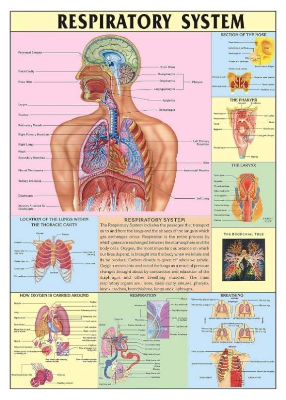 Respiratory System.