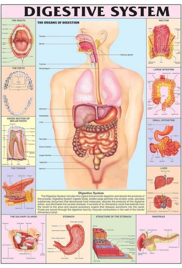 Digestive System.