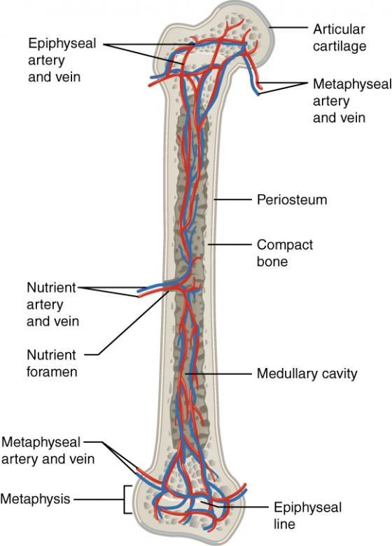 Anatomical Construction of the Bone