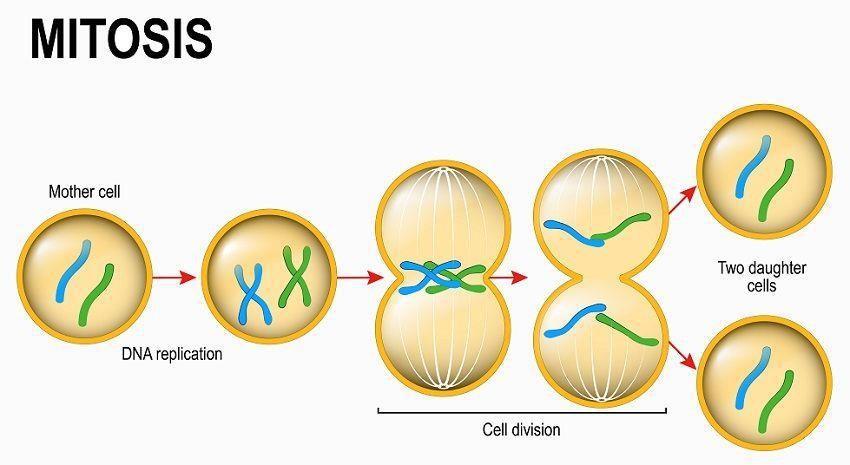 Cell Reproduction - Mitosis.