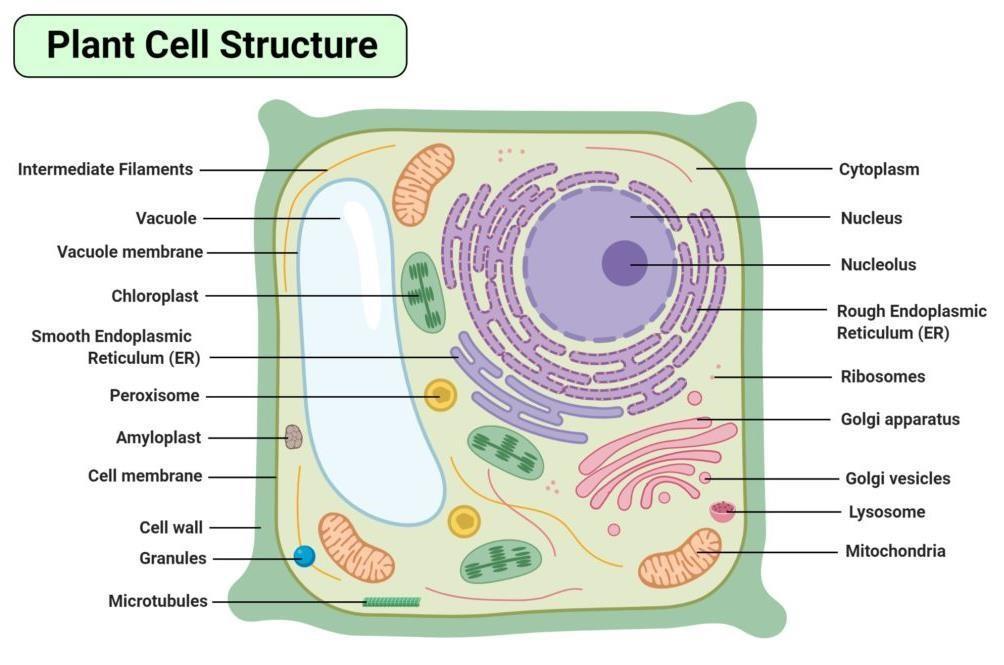 The Structure of the Plant Cell.