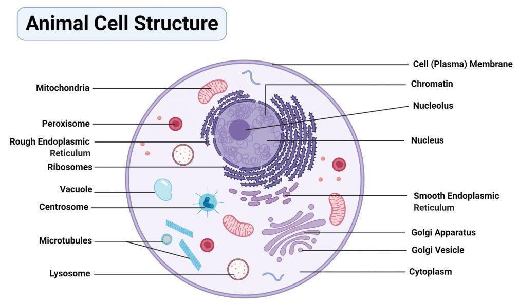 The Structure of the Animal Cell.