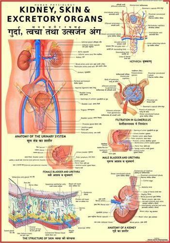 Excretory Apparatus.