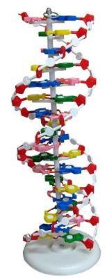 Model of DNA (Helical)
