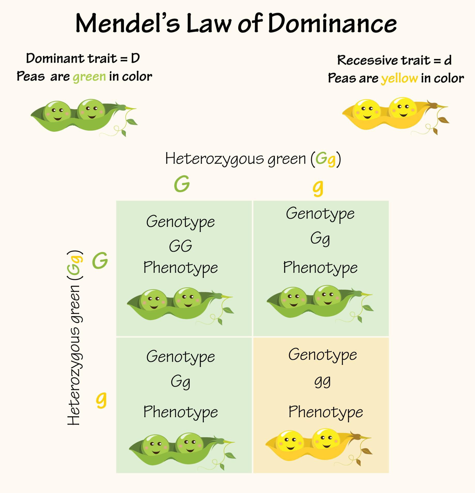 Mendelian Inheritance (Mendel's First).