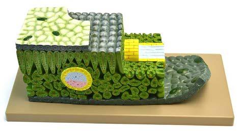 Transverse Section of the Leaf