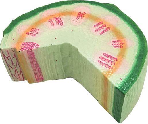 Cross Section of the Stem
