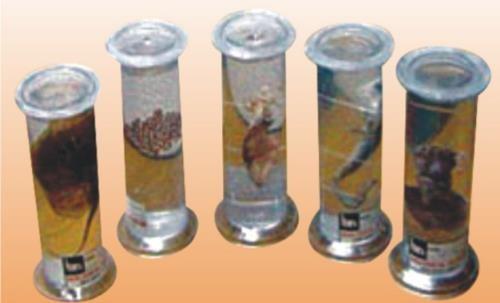 Dissection of the Rabbit