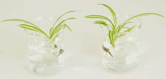 Kit for the Demonstration of Absorption of Mineral Salts in Plants