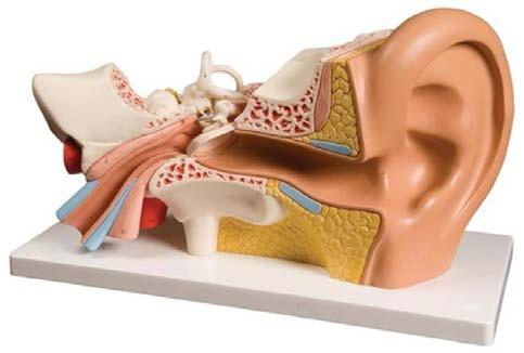 Anatomy of the Ear