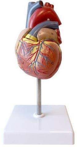 Anatomy of the Heart