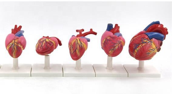 Comparison of the Heart in Vertebrates.