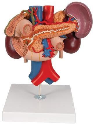 Liver Model with Spleen, Bile, Pancreas and Duodenum