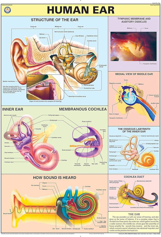Hearing organs anatomy