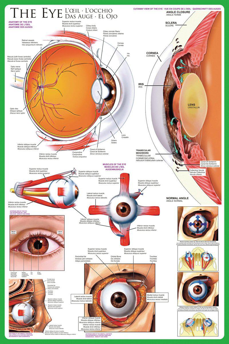 The Apparatus of the Sight