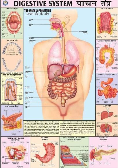 Digestive System...