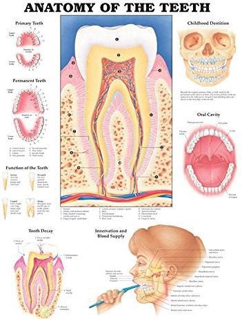 Human Teeth.
