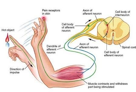 The Birth of Conditioned Reflexes