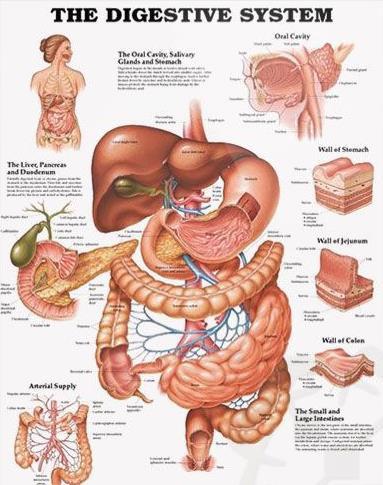 The Liver is an Auxiliary Organ of the Digestive System