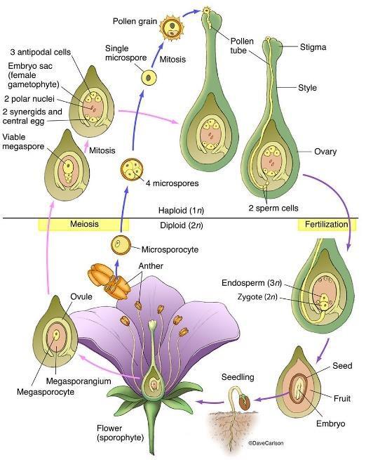 Flower Construction in Flowering Plants (Angiosperms)