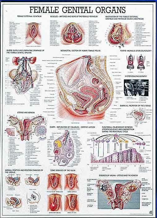 Female Genital Organs.